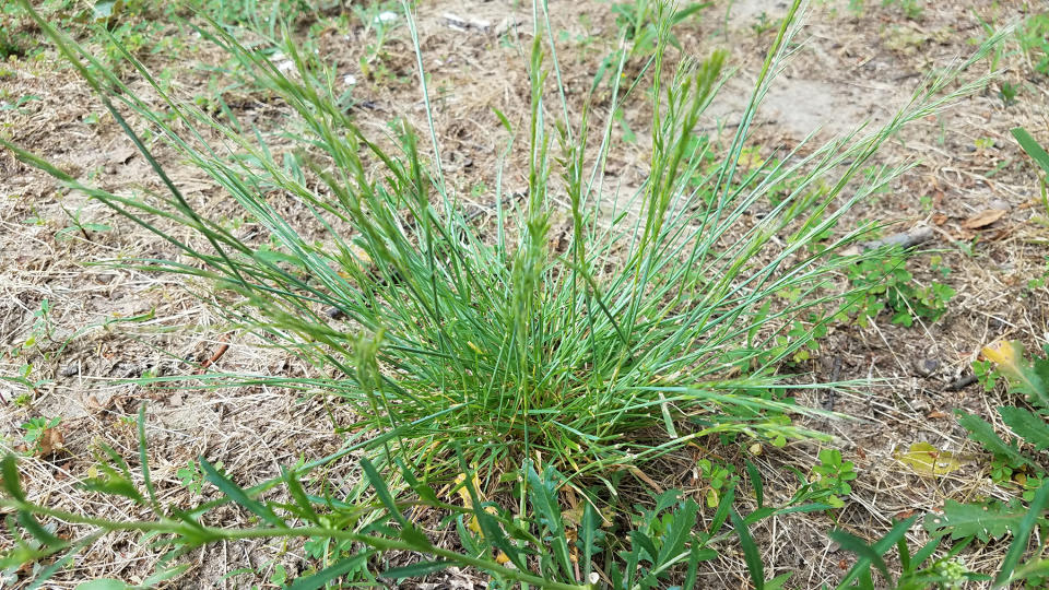 Grabgrass weed growing on patchy lawn