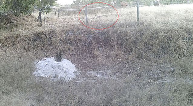 The animal was spotted in a field outside of Perth. Photo: Facebook