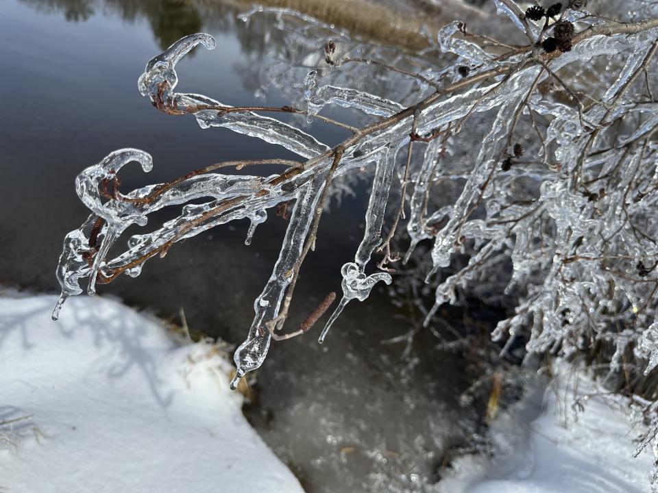 This photo dated Monday, March 24, 2024, in Falmouth, Maine, shows a frozen branch at Gilsland Farm Audubon Center. (AP Photo/Patrick Whittle)