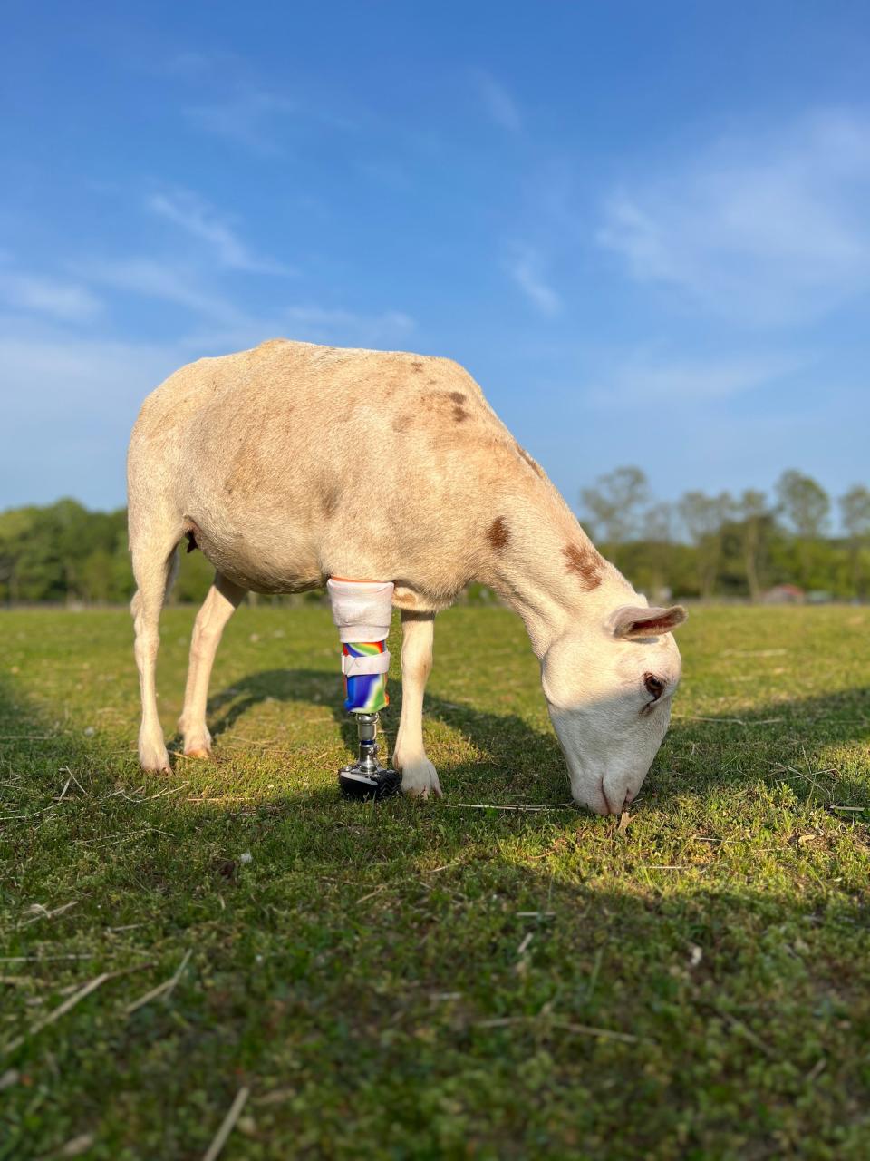 A sheep with a prosthetic leg grazes at the Woodstock Farm Sanctuary.