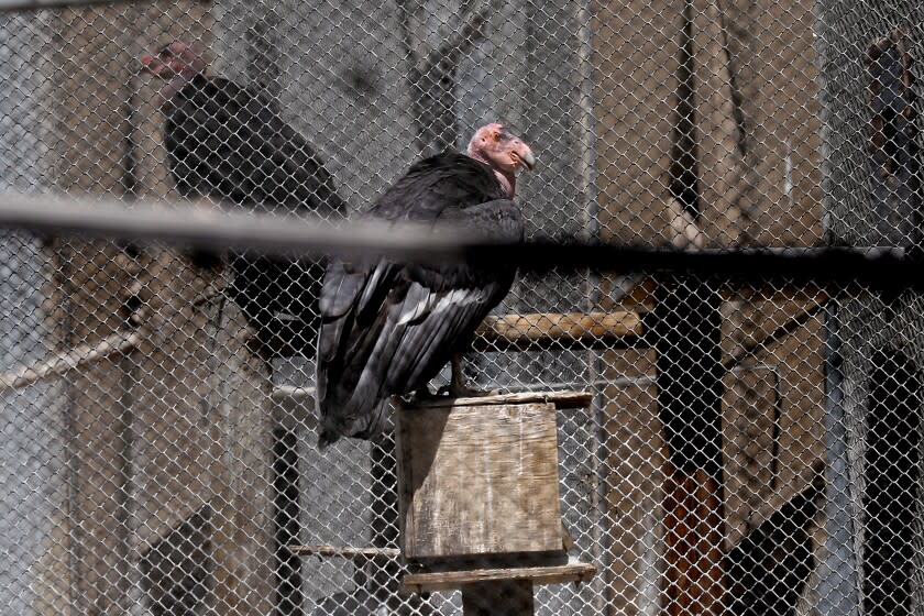 LOS ANGELES, CA - APRIL 05: A condors at the California Condor Recovery Program at the Los Angeles Zoo on Tuesday, April 5, 2022 in Los Angeles, CA. The LA Zoo has five breeding pairs of condors and nine pre-release birds. (Gary Coronado / Los Angeles Times)