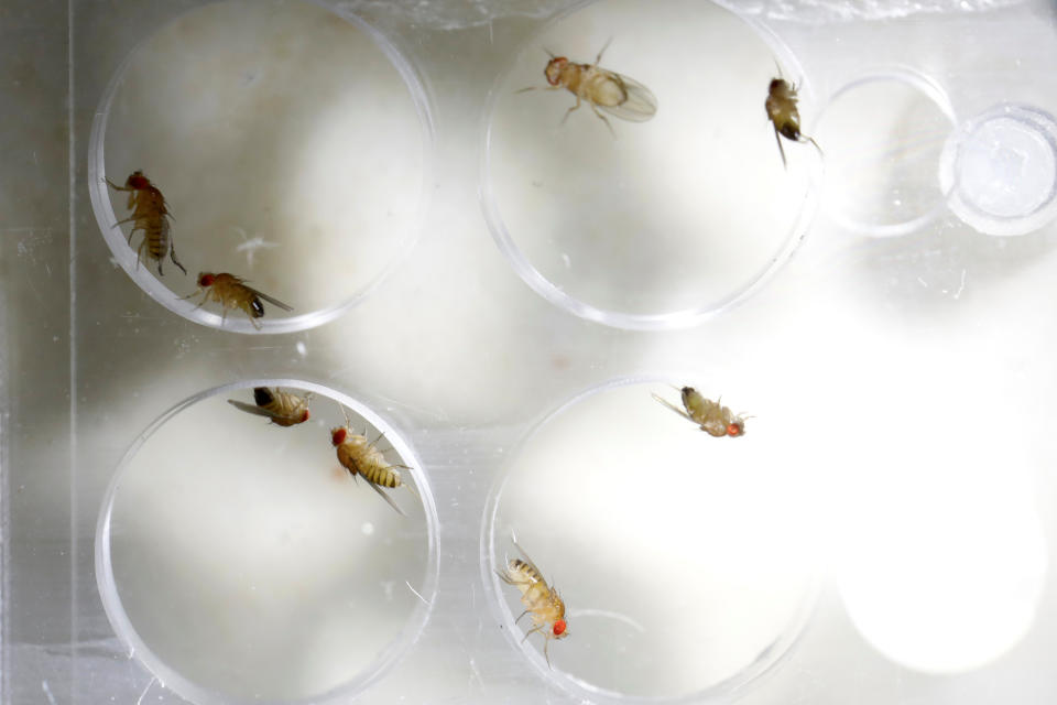 Fruit flies are seen in a laboratory at the Bar-Ilan University, in Ramat Gan, Israel, May 1, 2018. Picture taken May 1, 2018. REUTERS/Amir Cohen