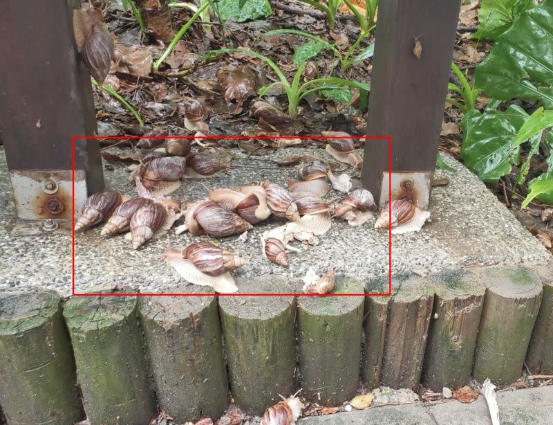 ▲網友分享自己在下雨過後走出戶外，就會有「一整盤的美食爬出來」，引發老饕熱議。（圖/爆料公社）