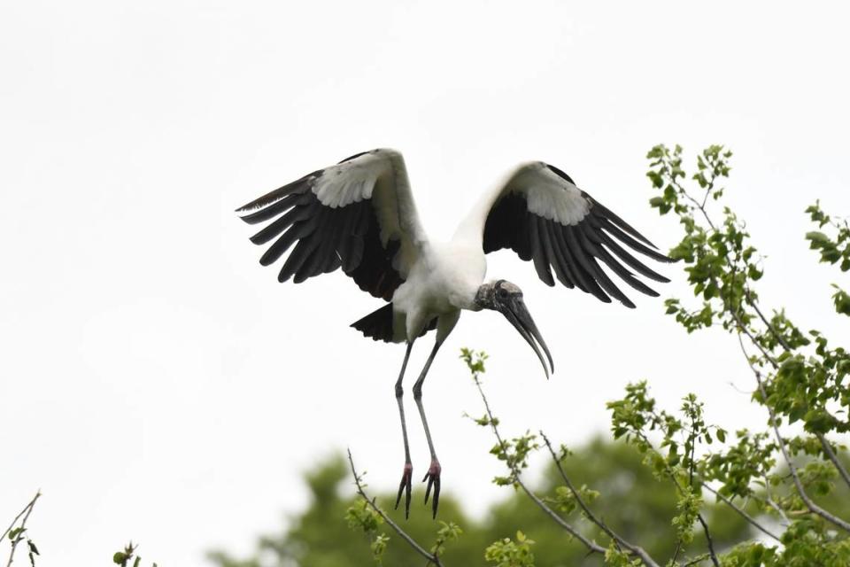 A wood stork lands in a tree at the Cypress Wetlands and Rookery in Port Royal this week. The rookery attracts many species of birds, which use the wetlands to nest and roost.