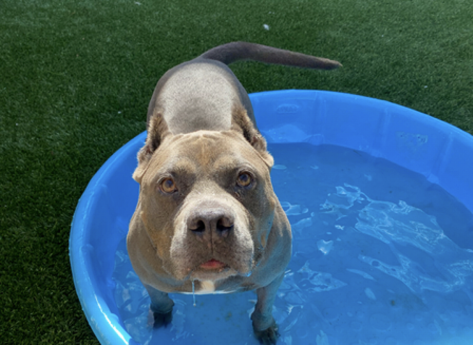 Blue, a 4-year-old pit bull, is available for adoption at the San Luis Obispo County Animal Services shelter. She loves water. Bella Slosberg