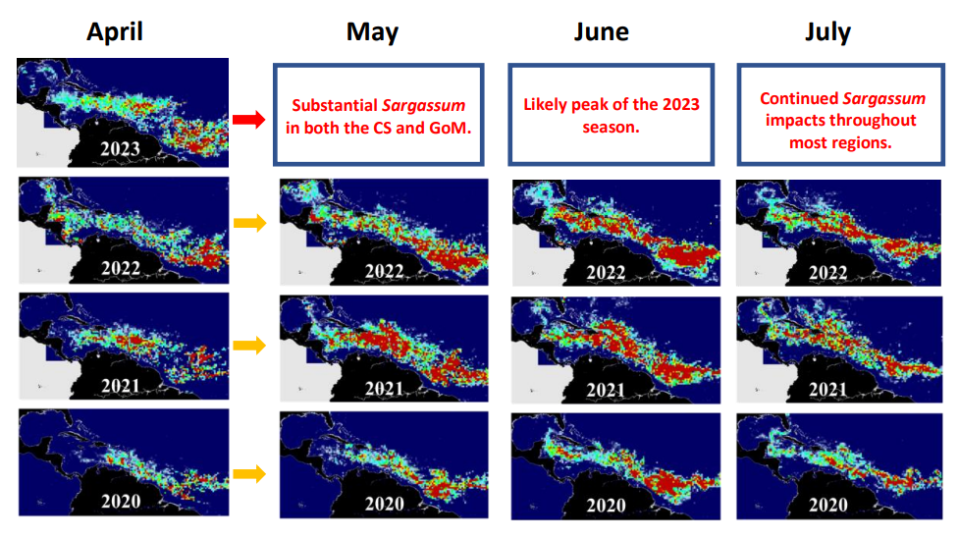 Sargassum seaweed reported in April 2023.