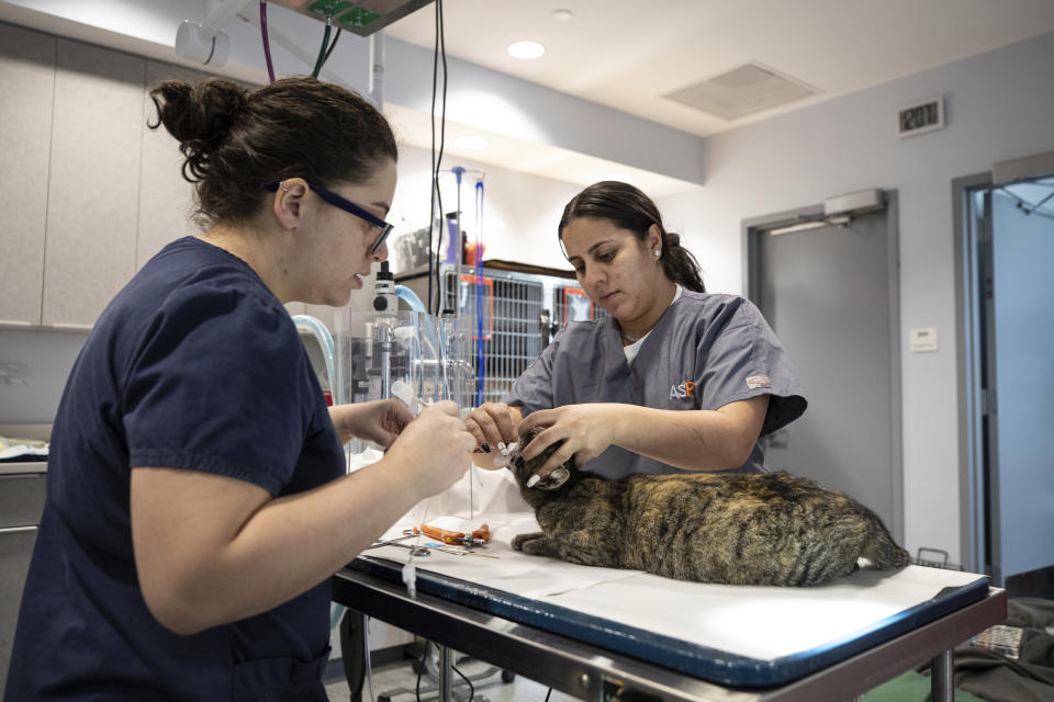 This March 10, 2020 photo shows a pet being examined at the ASPCA Community Veterinary Center in the Bronx borough of New York. Animal welfare organizations are increasing their efforts to help people affected financially by the pandemic care for their pets. (Dustin Brown/ASPCA via AP)