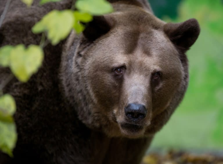 Un ours brun a attaqué un garde forestier dans le district de Liptovsky Mikulas en Slovaquie (JOE KLAMAR)