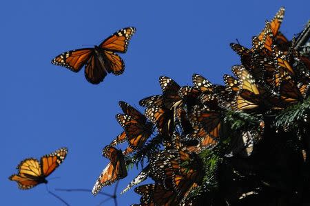 Monarch butterflies fly at the El Rosario butterfly sanctuary on a mountain in the Mexican state of Michoacan in this November 27, 2013 file photo. REUTERS/Edgard Garrido/Files