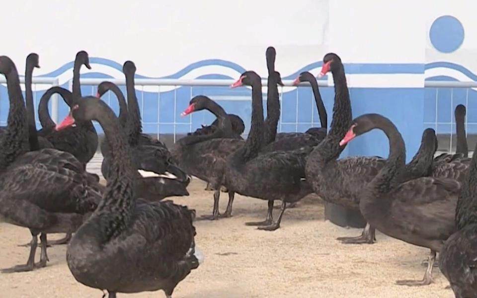 North Korea begins farming 'delicious' black swans as nation faces spiralling food shortages - KCTV