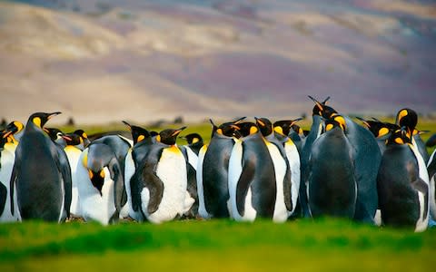 A penguin in the Falklands - Credit: iStock