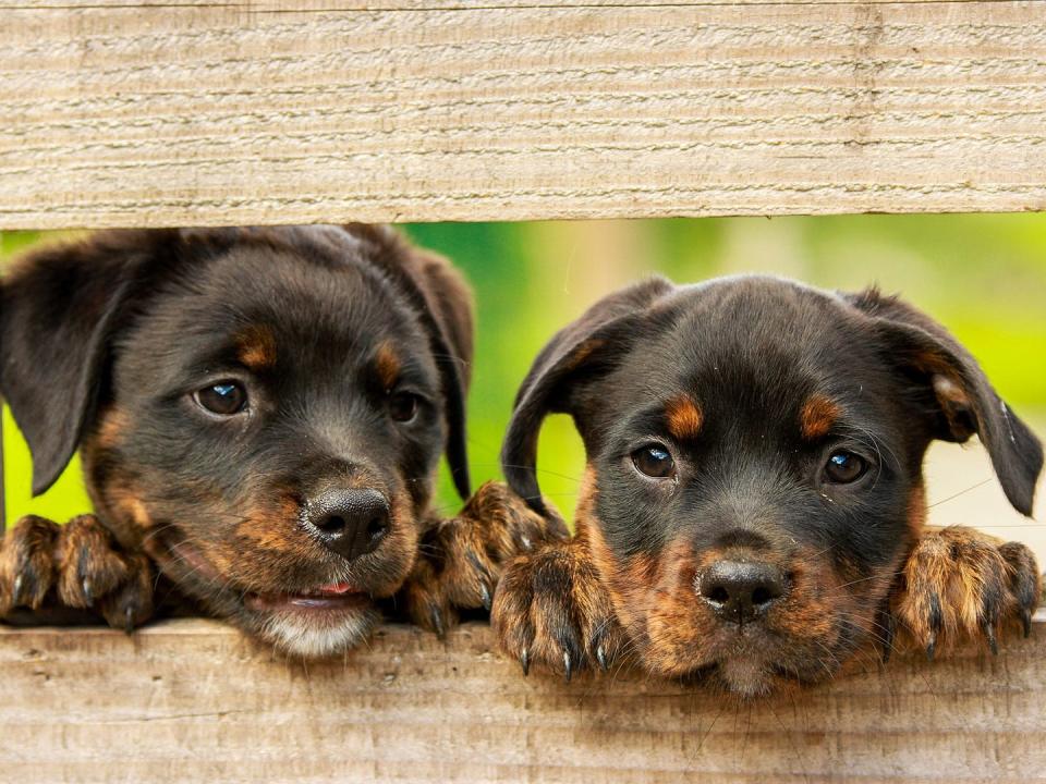 Canine parvovirus, also known as parvo, is one of the most fatal viruses a dog can contract.