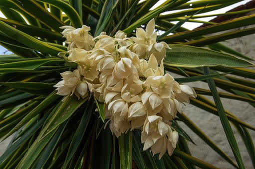 white flowers white flower names