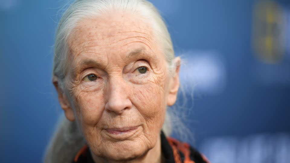 British primatologist Jane Goodall, pictured here attending an event in Los Angeles in July 2019. - Robyn Beck/AFP via Getty Images