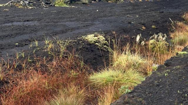 Bogs & Fens: What's the Difference, for Peat's Sake!? – Great Ecology