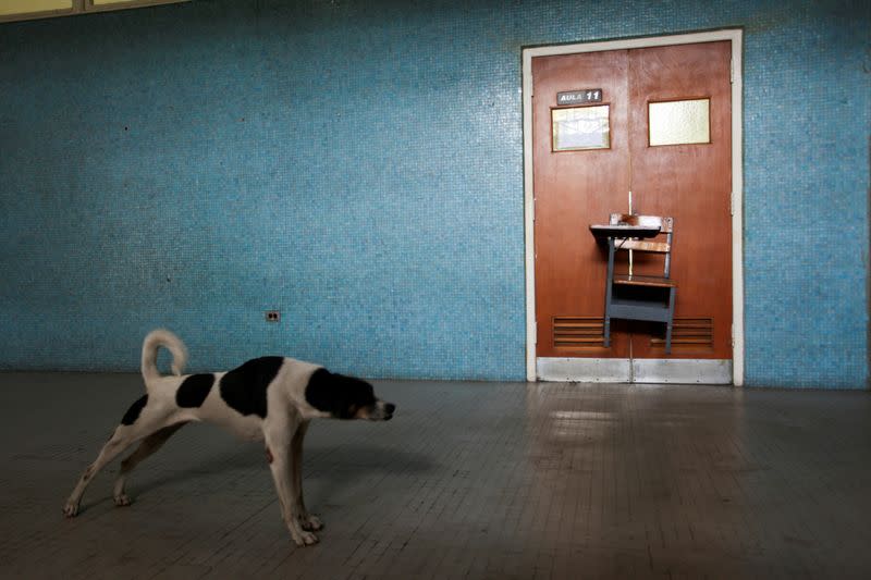 A dog stretches outside a classroom blocked with a chair, at the Faculty of Humanities and Education, of the Central University of Venezuela (UCV), in Caracas