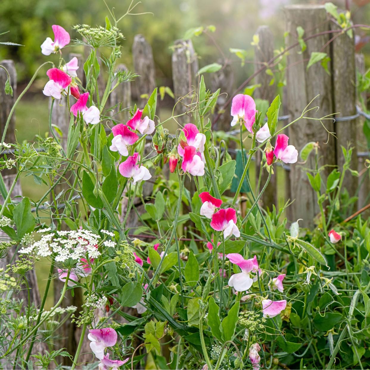  Sweet peas growing and blooming through a rustic wooden fence. 