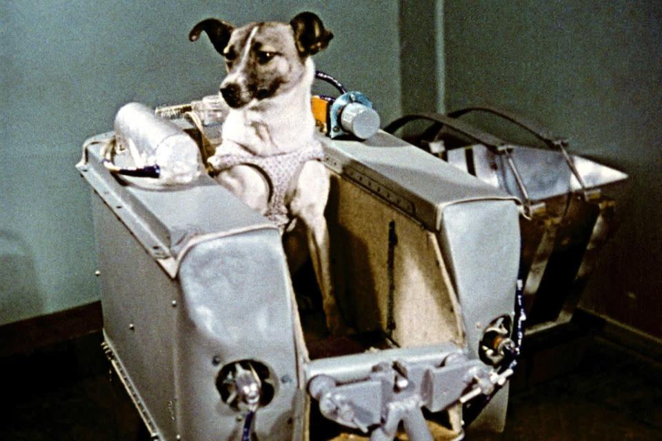 Laika foi a "tripulante" escolhida por ser dócil e ter porte adequado (Imagem: Reprodução/akg-images/Sputnik)