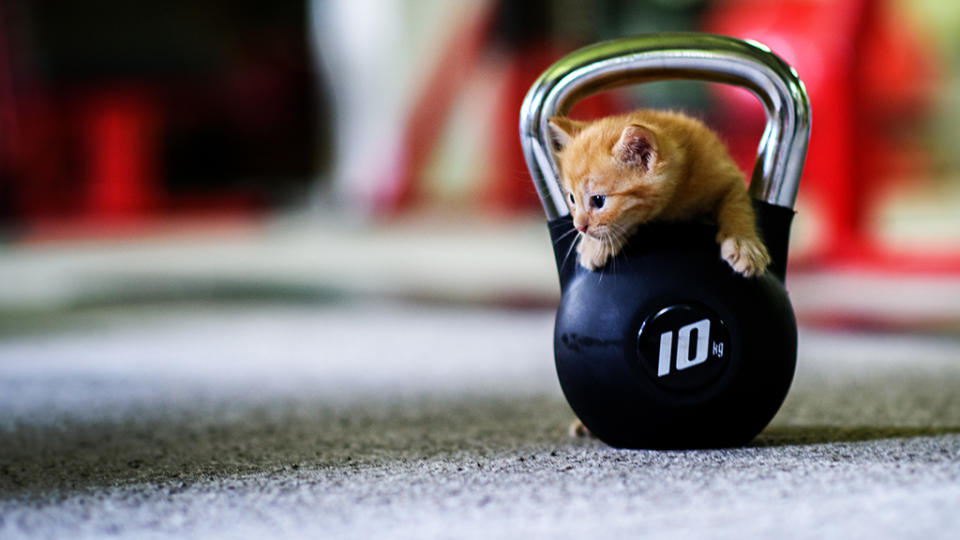 Gato motiva a los integrantes de un gimnasio. Foto: MRBIG_PHOTOGRAPHY / Getty Images.