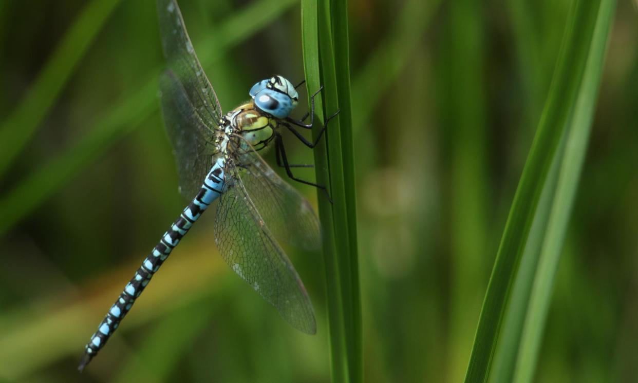 <span>A rare male southern migrant hawker dragonfly, <em>Aeshna affinis</em>, perching on a reed in the UK.</span><span>Photograph: Sandra Standbridge/Getty Images</span>