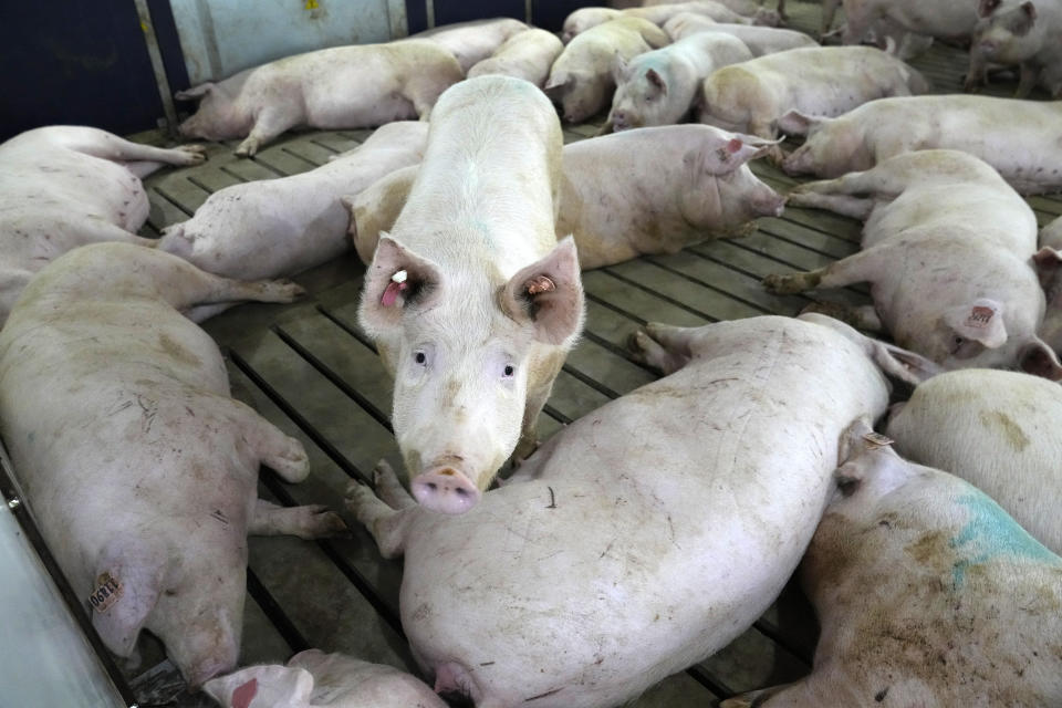 Sows rest while others freely move around a gestation pen on farm run by Jared Schilling Thursday, June 29, 2023, in Walsh, Ill. Schilling has made his farm compliant with a California law, taking effect on July 1, that promises to get breeding pigs out of narrow cages that restrict their movement. (AP Photo/Jeff Roberson)