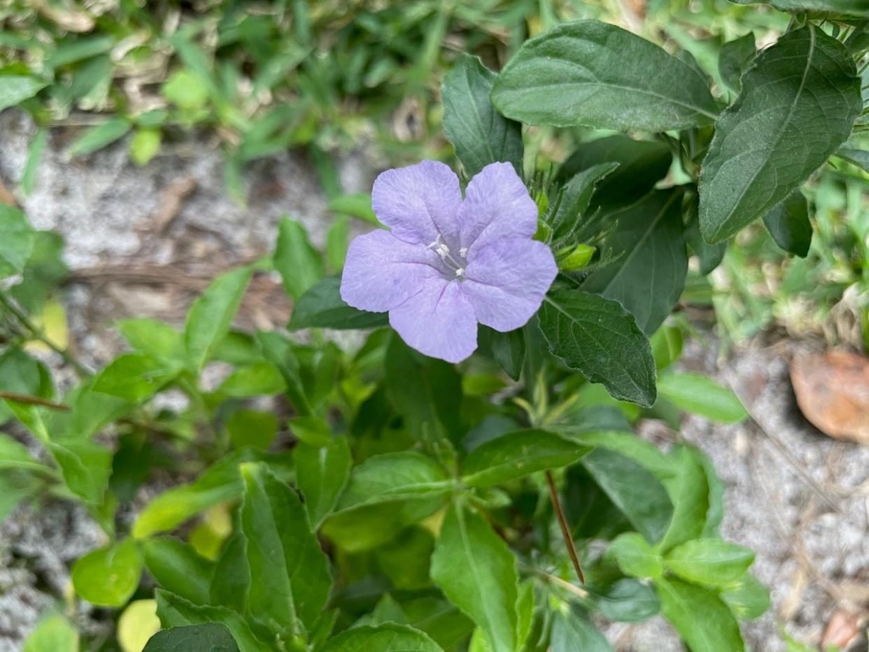 The deep-blue blossom of Carolina petunia.