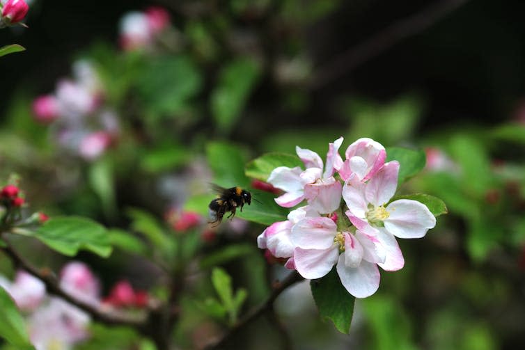 A bumblebee collecting pollen and nectar from an apple tree flower.