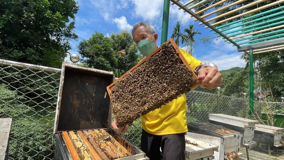 七堵山區土蜂蜜大豐收，天然蜂臘口感佳又可抑菌大賣。(記者王慕慈攝)