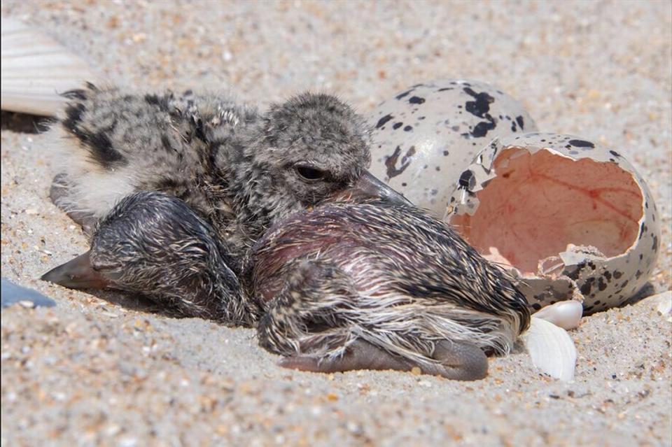 A photo from the National Park Service shows two American oystercatcher chicks in their nest.