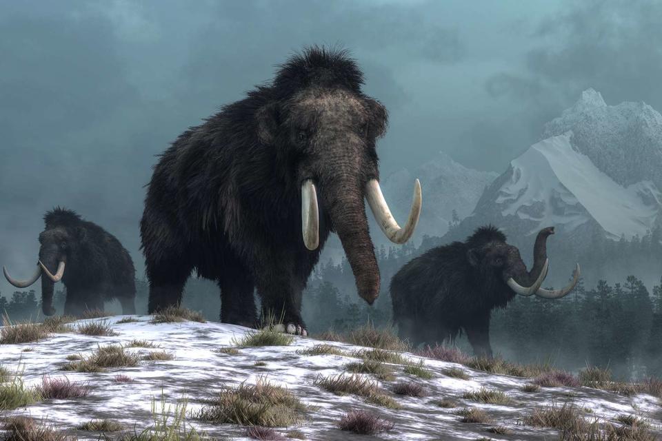 <p>GettyA trio of woolly mammoths trudges over snow covered hills. </p> 3D Rendering of woolly mammoths