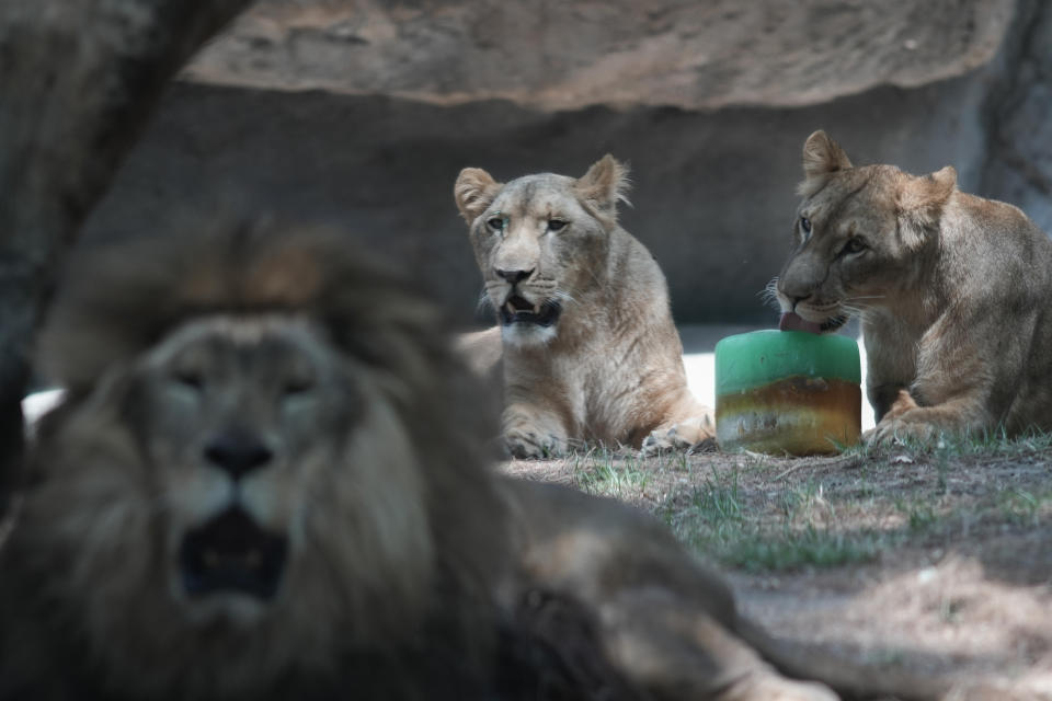 Un león lame una golosina congelada en su recinto en el Zoológico de Chapultepec mientras el personal trabaja para mantener frescos a los animales en medio de una continua ola de calor y sequía, en la Ciudad de México, el viernes 7 de junio de 2024. (Foto AP/Eduardo Verdugo)