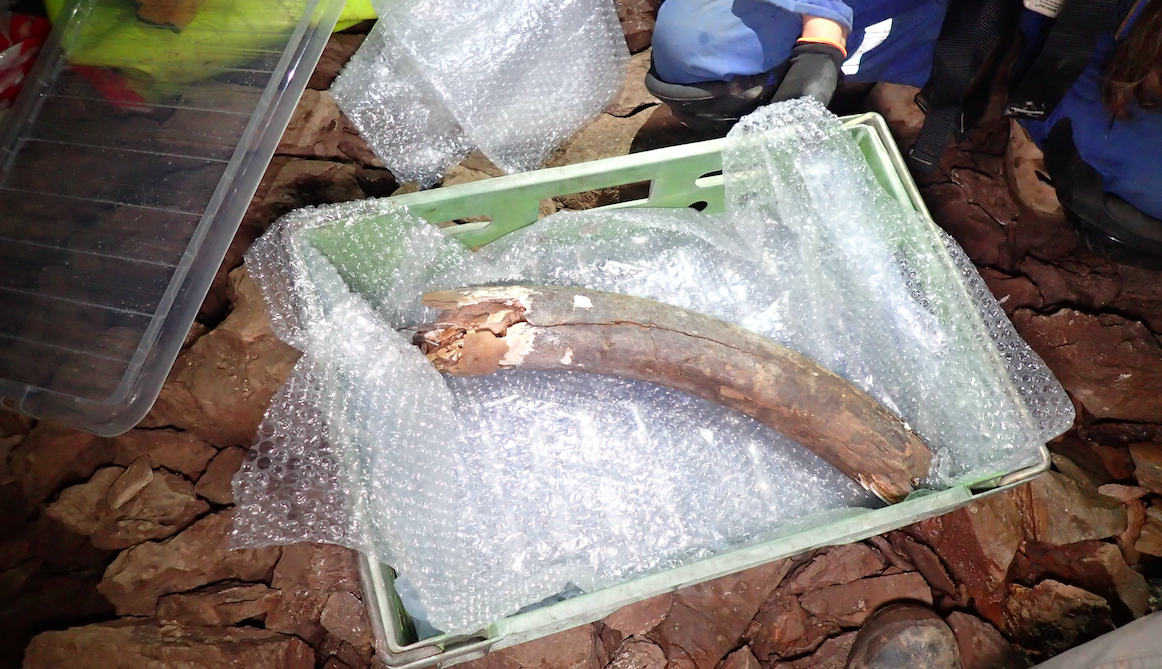 A mammoth tusk is boxed up and sent away to be analysed. (SWNS)
