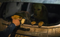 Animal activist Igor Airapetian loads stray dogs into his car brought out of Sochi by fellow activist at a rendezvous point 120 kilometers away from the Olympic area in the early morning hours of Tuesday, Feb. 11, 2014, in Tuapse, Russia. Airapetian is one of a dozen people in the emerging movement of animal activists in Sochi alarmed by reports that the city has contracted the killing of thousands of stray dogs before and during the Olympic Games. Stray dogs are a common sight on the streets of Russian cities, but with massive construction in the area the street dog population in Sochi and the Olympic park has soared. Useful as noisy, guard dogs, workers feed them to keep them nearby and protect buildings. They soon lose their value and become strays. Tonight, a few dogs will be taken on their way to a new life in Moscow. (AP Photo/David Goldman)