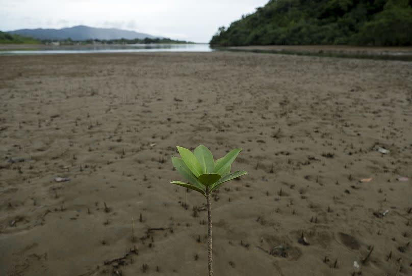 A seedling stands tall along a river bank in Jaque, in the remote province of Darien in southeast Panama.