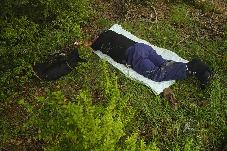 Ángel Mari Sanz, de 62 años, uno de los últimos pastores trashumantes de España, duerme junto a su perro durante un descanso llevando a su rebaño por la antigua ruta de La Cañada de Los Roncaleses en la provincia de Navarra, cerca de Navascues, norte de España, el 20 de junio de 2023. (AP Foto/Alvaro Barrientos)