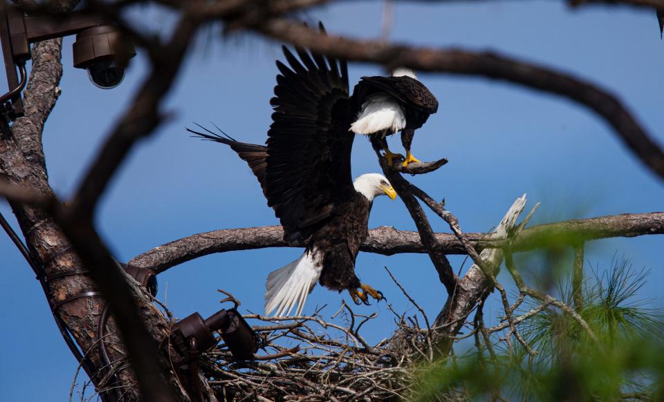 F234 and M15 from the Southwest Florida Eagle Cam at Dick Pritchett Realty in North Fort Myers switch places in the nest on Monday, Nov. 27, 2023. The bald eagle duo who are streamed live on the SWFL Eagle Cam are incubating two eggs and are in the process of becoming first time parents.