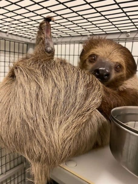 PHOTO: Annabelle, a two-toed sloth, is seen inside for the hurricane. (Carson Springs Wildlife Conservation Foundation )