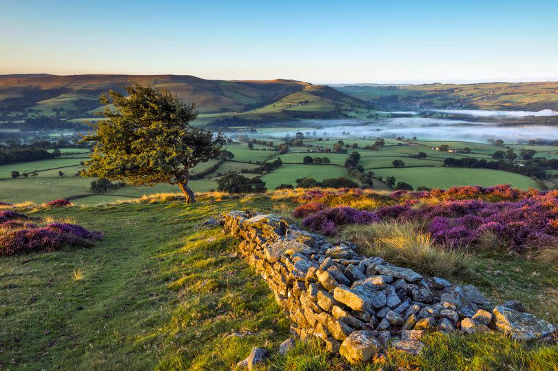 hawthorn tree lit up with the first sunlight of the day, overlooking Hope valley covered in a layer of morning mist and the heather in full purple bloom. Peak District