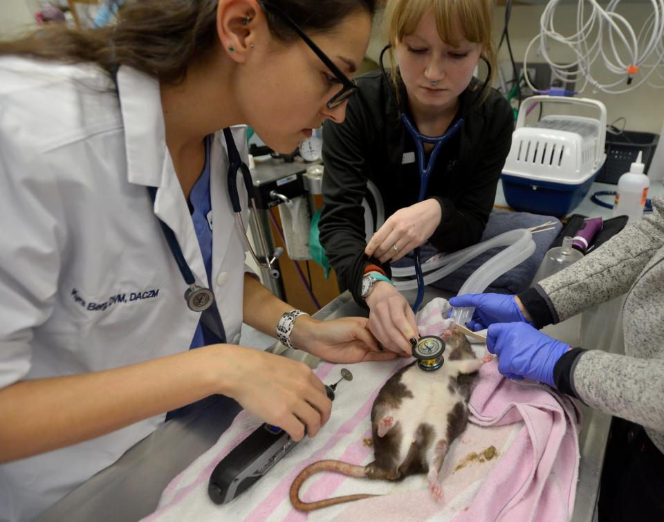 Certified veterinary technician Katie Rolfe listens to Hawk's heart on Dec. 5 after the year-old rat was sedated in preparation for Dr. Kyra Berg to trim his overgrown teeth, at Cape Cod Veterinary Specialists in Buzzards Bay.