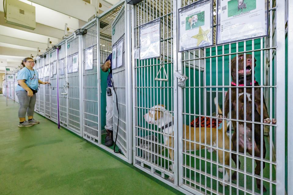 Kingsford and Daisy, in kennel at right, are housed together at Animal Care and Control facilities in unincorporated Palm Beach County, Fla., on August 22, 2023.