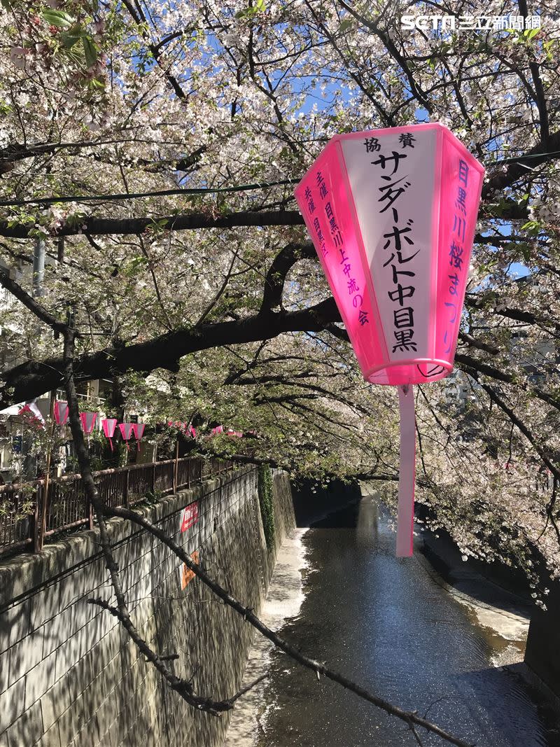 目黑川兩側的櫻花樹垂掛在河面上.形成美麗的櫻花隧道（圖／記者許少蘋提供）