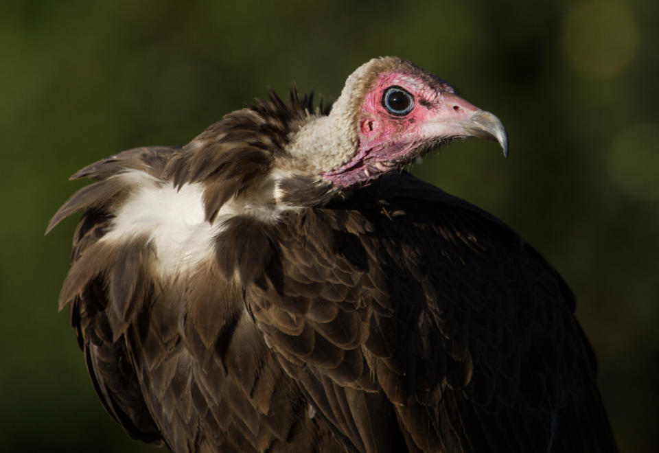 This undated photo provided by Evan R. Buechley in August 2021 shows a hooded vulture in Ethiopia. An analysis of data from the International Union for the Conservation of Nature and BirdLife International released on Monday, Aug. 30, 2021 found that 30% of 557 raptor species worldwide are considered near threatened, vulnerable or endangered. Eighteen species are critically endangered, including the hooded vulture, researchers found. (Evan R. Buechley via AP)