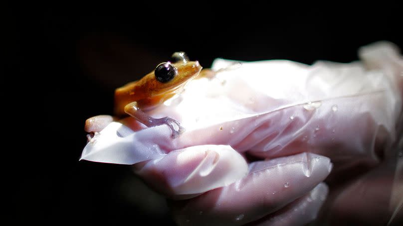 A researcher holds a Coqui Guajon or Rock Frog (Eleutherodactylus cooki) at a tropical forest in Patillas, Puerto Rico on 21 March 2013.