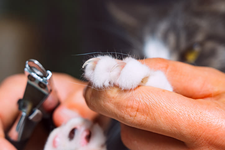 Hand holding cat paw with claws exposed. Other hand has cat nail trimmer, ready to trim cat nails.