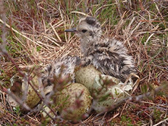 In the absence of effective conservation measures the curlew is expected to permanently disappear from Ireland in eight years (Barry O’Donoghue)