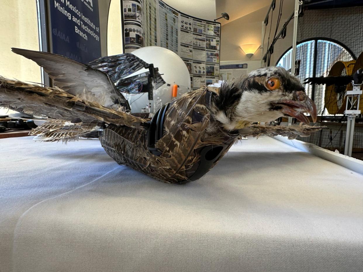 A view of a taxidermy bird drone for wildlife monitoring developed by researchers at New Mexico Institute of Mining and Technology in Socorro, New Mexico, U.S. March 22, 2023.