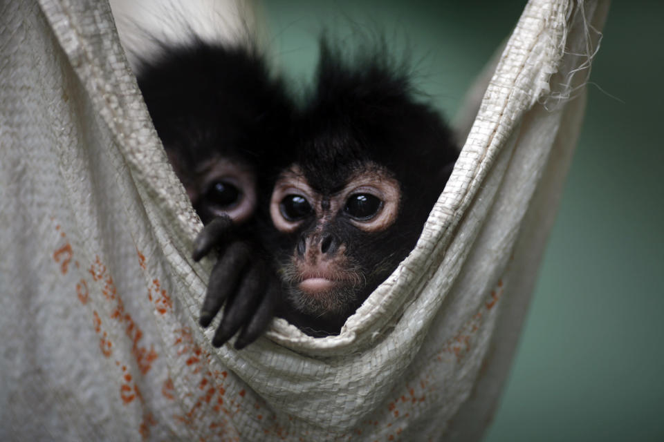 A couple of Spider Monkeys, that had been found on a bus inside a bag with three dead monkeys, rest in a hammock at the Federal Wildlife Conservation Center on the outskirts of Mexico City May 20, 2011. According to Mexico's Federal Wildlife Conservation Department, at least 2,500 different animals are rescued annually in the country, 70 percent from illegal animal trafficking within and outside the country and 30 percent from domestic captivity. Picture taken May 20, 2011. REUTERS/Carlos Jasso