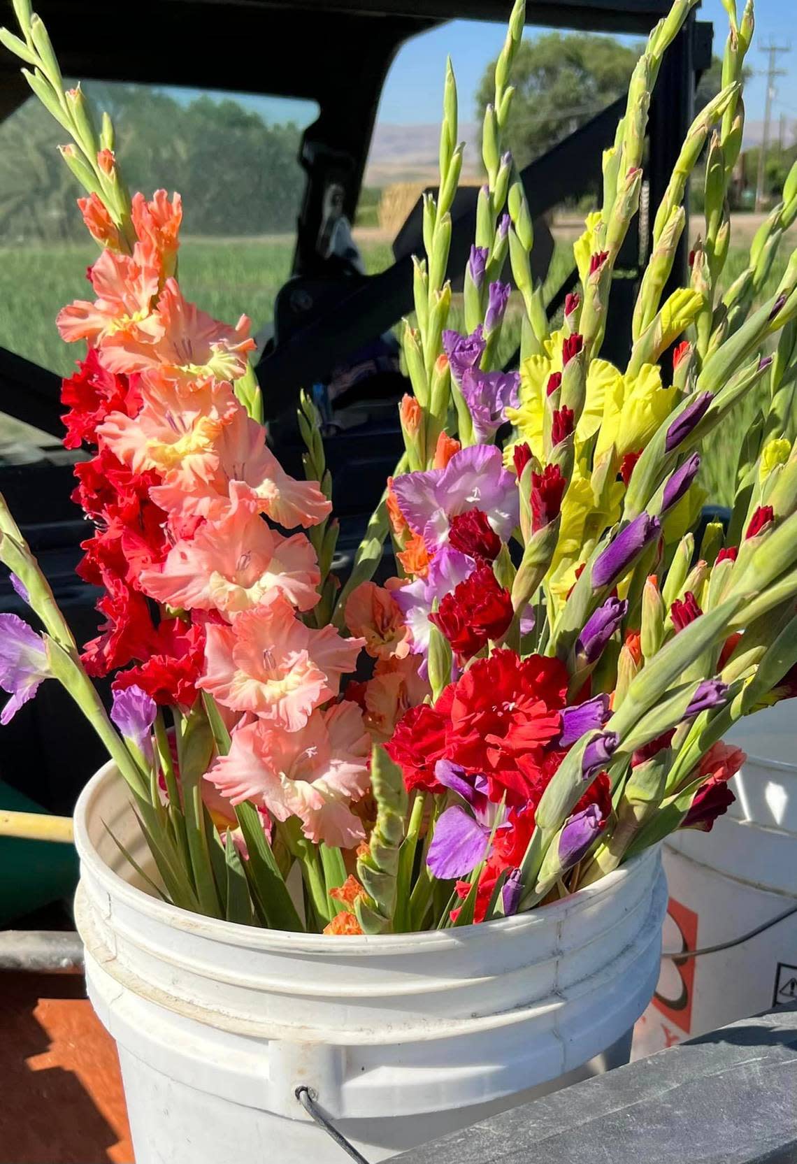 Mark and Cindy McClaskey have been selling gladiolas at the Capital City Public Market since it opened in downtown Boise in 1994.