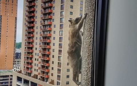 The stranded raccoon on the skyscraper