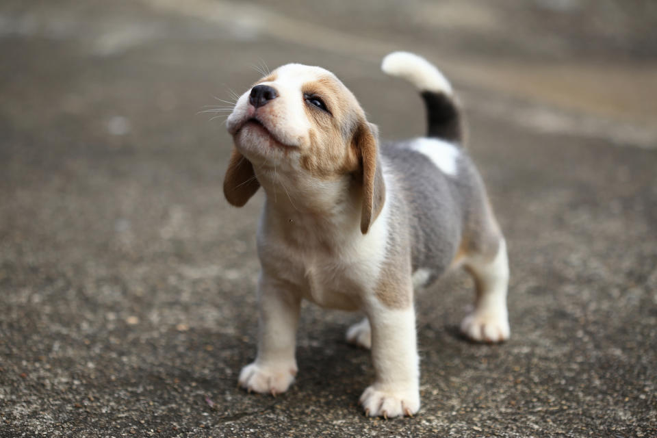 There has been a rise in dog theft since the star of the pandemic. (Getty Images)